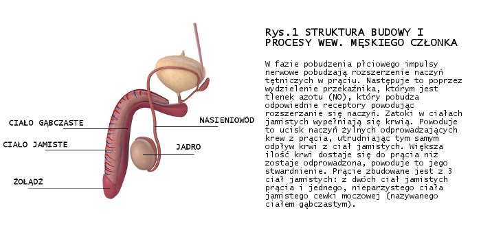 struktura i rozmiary penisa
