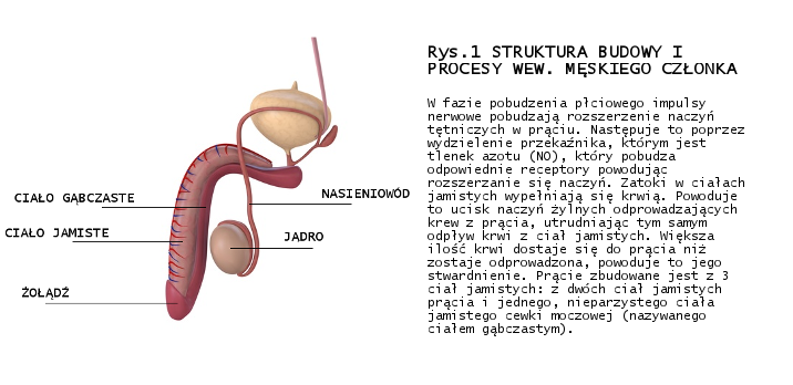 struktura penisa